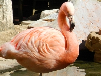 Chilean Flamingo image